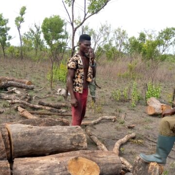 Illegal lumbering at the Kalakpa Forest Reserve