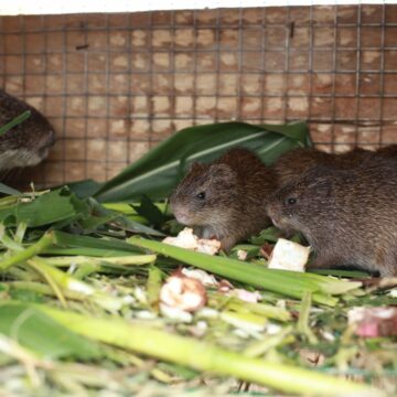 Grasscutter rearing venture initiated by some project beneficiaries.