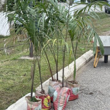 Royal palm trees were among the species planted.